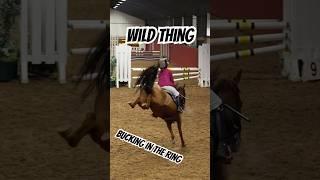 Dona Bucking in the ring #horse #pony #equestrian #showjumping #horseriding #horselover #rodeo