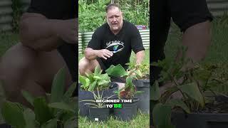 Beginner Gardening  Why Containers Are the Best Start