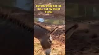 Donkey doing what we pay her for but my pup didn’t get it, until now.