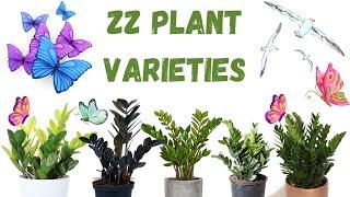 ZZ Plant Varieties: Discover the Different Types and Their Unique Features! #zzplant #houseplants