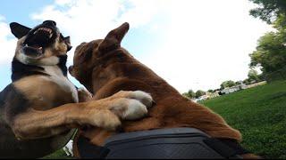 Pit Bull ATTACKED by Dominant Dog At Dog Park