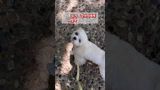 강아지 모기에게 물렸다면 바로 병원 데리고 가세요!ㅠㅠ  | #강아지모기물림 #강아지모기 #심장사상충 #강아지여름