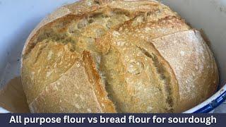 All purpose flour vs bread flour for sourdough : Can you use plain flour instead of bread flour