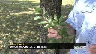 Trees with Don Leopold - Chinese elm