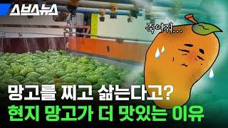 동남아 여행 다녀오면 최소 1년은 망고에 빠지는 이유(기분탓 아님!!) / 스브스뉴스