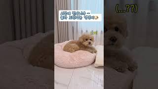 순딩한 댕댕이 데려다 키우실분 #어머나 #세상에 #귀여운강아지 #망고 #funnyshorts #cutedog #poodle #농담 #반려견 #dogshorts
