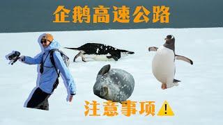 行駛企鵝高速公路要注意些什麼？ 【南極日記（三）】