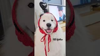 성냥팔이웅이 #사모예드 #samoyed #강아지 #반려견일상 #cutedog #samoyedpuppy