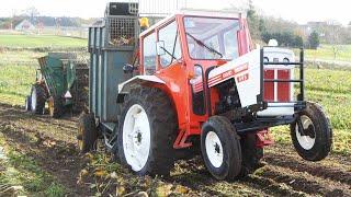 Vintage Sugarbeet Harvest 2024 | Lots of Great Tractors in The Field