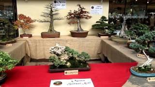 Oyama Bonsai Kai 25th Birthday bonsai tree display