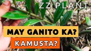 HOW'S YOUR ZZ PLANTS? | PROPAGATIONS & UPDATES ON ZZ PLANT COLLECTIONS