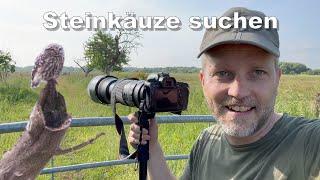 Tiere fotografieren – Steinkauz finden