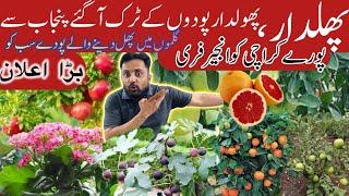 Nursery in Karachi | Cheapest Fruits  Plant Nursery online | Best Fruit  Plants For Home Garden