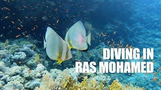 Scuba diving in the Ras Mohamed national park, Sharm el-Sheikh, Egypt