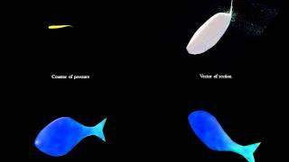 Hydrodynamics of Swimming Maneuvers on Fishes