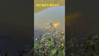 복과 행운의 황금잉어_golden carp.