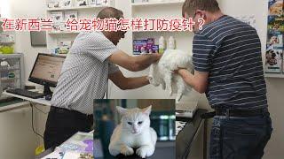 移民新西兰/在新西兰，给宠物猫做体检过程/ 给宠物猫打防疫针和做体检花费贵吗？/ 貓奴全程做護貓使者/新西兰移民。 第95期视频发表于202年12月15日。