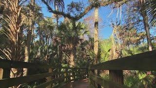 Explore the Black Bear Wilderness Trail in Seminole County