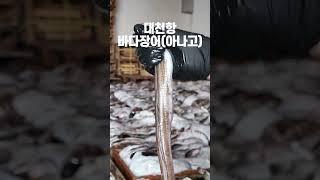 여름 더위, 바다장어로 극복하자! 붕장어! 아나고!