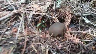 Lycoperdon Umbrinum - The Shadow Puffball