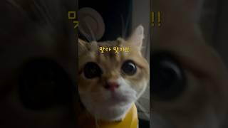 미쳐버린 집사와 멀쩡한 고양이의 노래 녹음 #고양이 #냥춘기 #cat #고양이일상 #노래커버