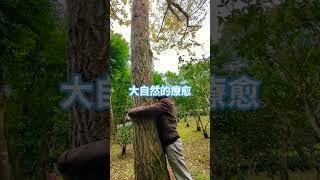覺知在抱樹的當下#引導放鬆 #身心靈療癒#銀杏#樹木#meditation
