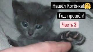 Нашёл Котёнка  Год прошёл!️Часть 3.