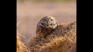 Birds of Southern CA (4K UHD)