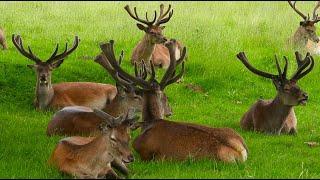 RED DEER RUT - Testosterone fuelled STAGS Defend Hinds.