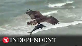 Huge bird of prey catches shark-like fish on beach