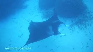 Le ballet des raies mantas