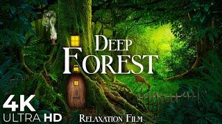 The Breath of the Forest 4K  Nature Relaxation Film with Peaceful Relaxing Music & Video Ultra HD