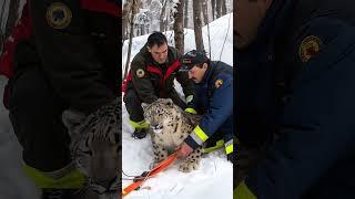 Snow Leopard Rescued and Returned to the Wild  #WildlifeRescue #SnowLeopard #animals #shortstory