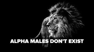 Alpha Males Do Not Exist? | Tiger Fitness