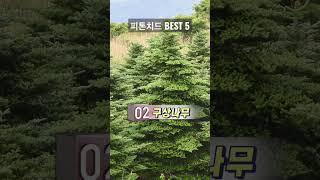 피톤치드가 많이 나오는 나무 BEST 5