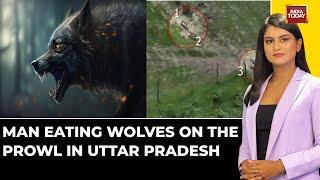 Search On For Man Eating Wolves In Uttar Pradesh After Series Of Attacks | India Today