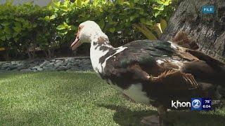 Bird flu spreading in Hawaii for the first time