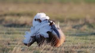 Great Bustard (Otis tarda)️️