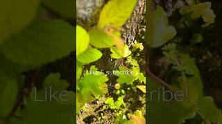Ant meditation@LightsCameraAnts