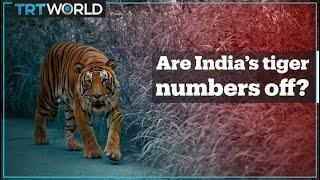 Are India's tiger numbers accurate?