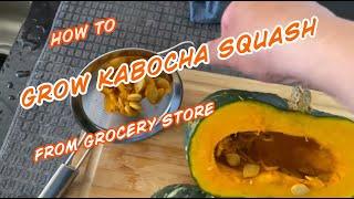 How to grow kabocha squash from grocery store #kabocha#Howtogrow#pumpkins#squash #gardening