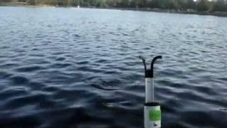 CHIHUAHUA PACINO GONE FISHING
