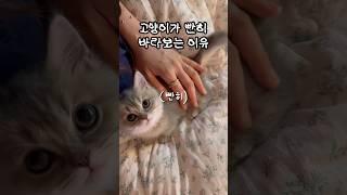 고양이가 빤히 보는 이유 #아기고양이 #새끼고양이 #먼치킨 #먼치킨고양이 #고양이키우기 #고양이 #개냥이 #귀여운고양이 #munchkin