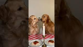 Dont leave two golden retrievers alone on Valentines Day #goldenretreiver #dogs #valentinesday