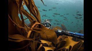 Spearfishing Norway - Saltstraumen