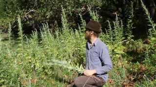 Mugwort harvest and use with Yarrow Willard