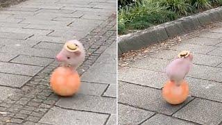 Robo Piglet Rides Ball