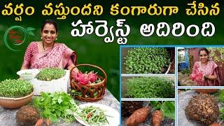 Beautiful Harvest | Harvest after Rain | dragon fruit Harvest || TELUGU GARDEN VLOG