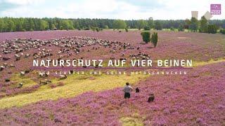 Naturschutz auf vier Beinen - Der Schäfer und seine Heidschnucken | Lüneburger Heide