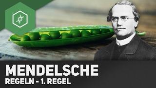 1. Mendel'sche Regel - Uniformitätsregel